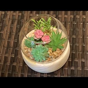 Wooden terrarium with succulents
